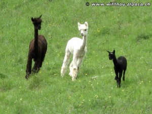 img_0424-1 (1)