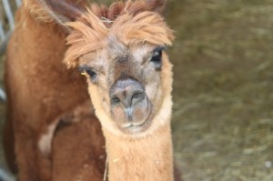 k-img_2724