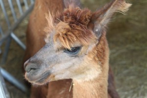 k-img_2726