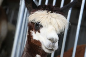 k-img_2815