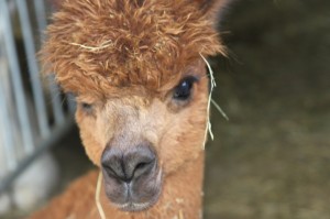 k-img_2816