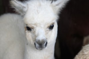k-img_2821