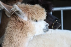 k-img_2837 